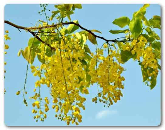  Kerala State flower, Kanikonna, Cassia fistula